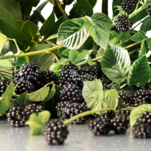 Alternative view of Nước Hoa Jo Malone Blackberry And Bay EDC