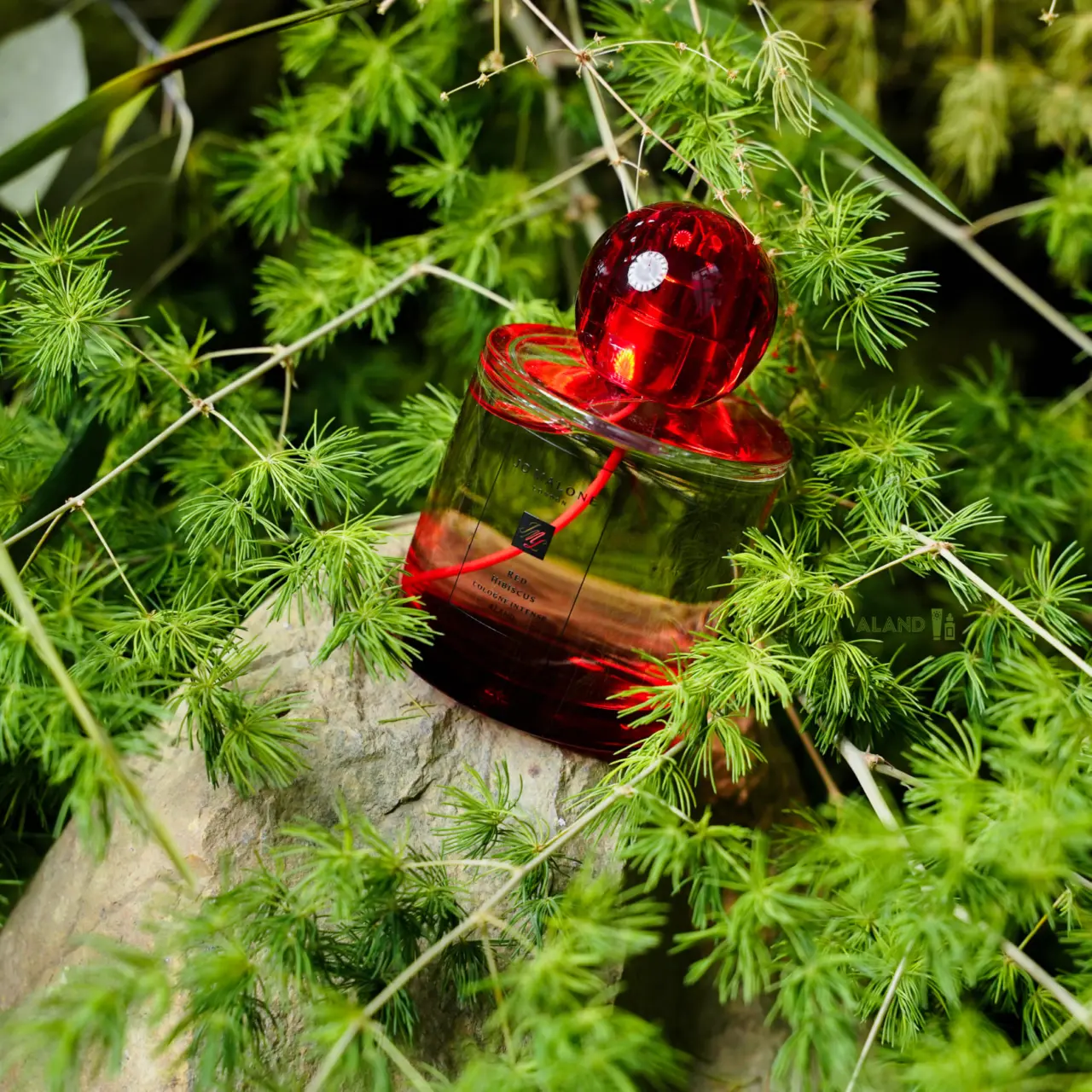 Alternative view of Nước Hoa Jo Malone Red Hibiscus EDC